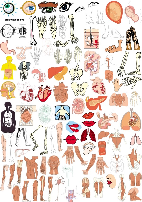 人体解剖系列之一