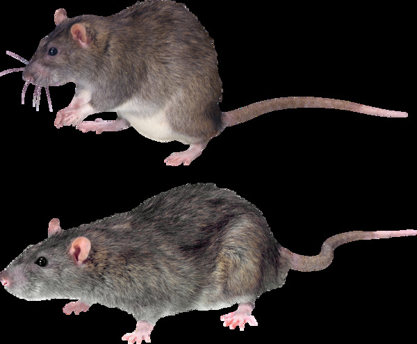 两只灰色老鼠免抠png透明图层素材