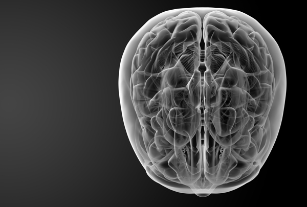 大脑结构图片