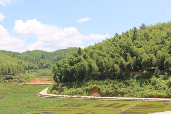 远山竹林