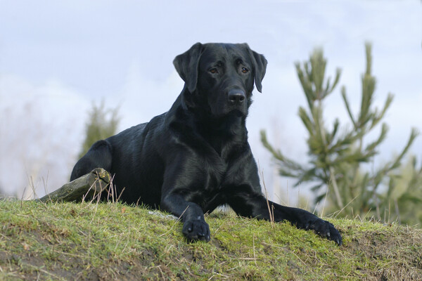 趴在草坡上的黑狗图片