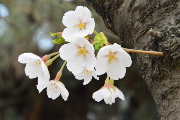 樱花