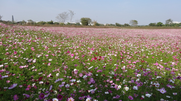 格桑花