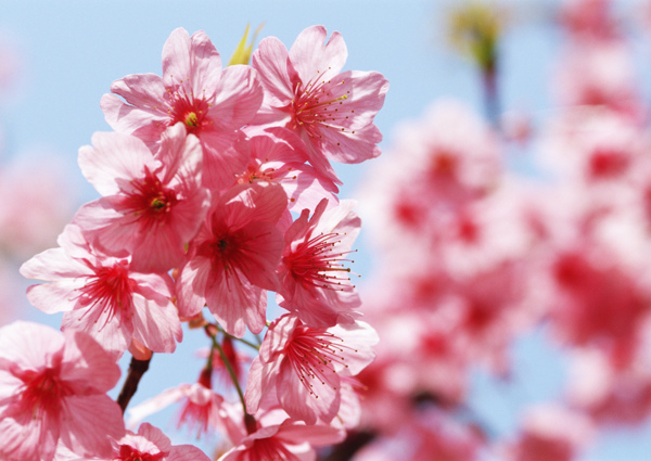 高清图库素材阳光鲜花