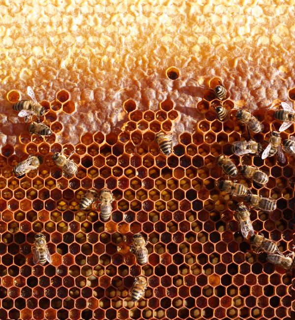 在建筑蜂窝的蜜蜂图片