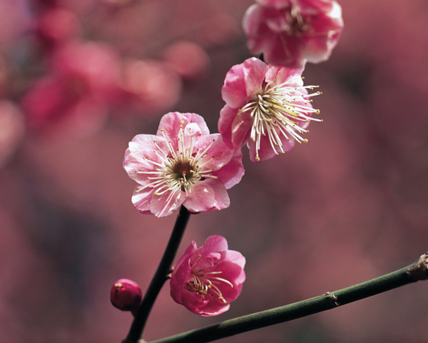 春暖花开