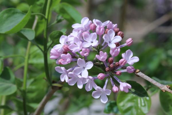 丁香花