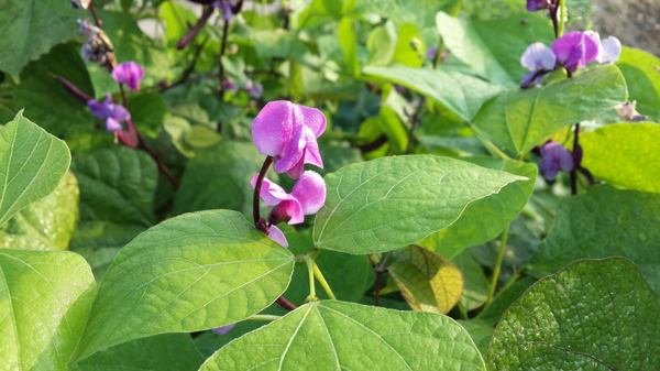 扁豆花图片