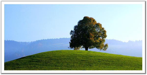 绿色原野树全景图风景3d设计贴图环境素材