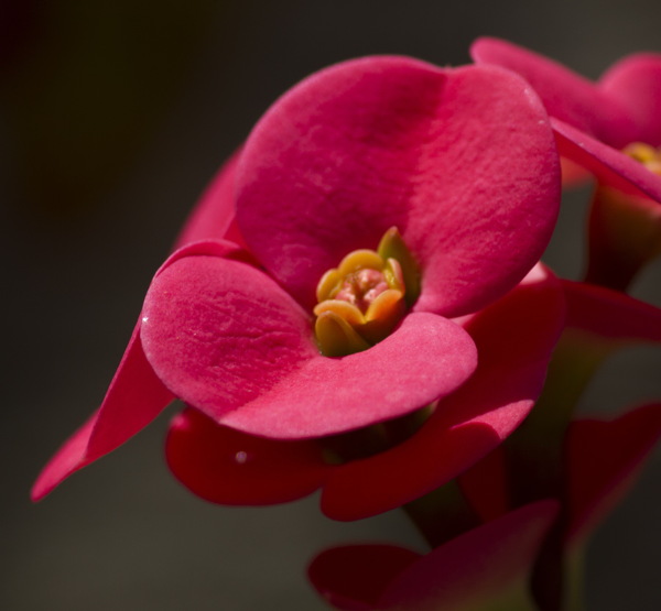 红色铁海棠花图片