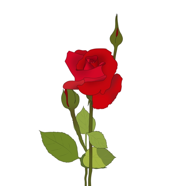 花朵花卉植物生长自然红玫瑰