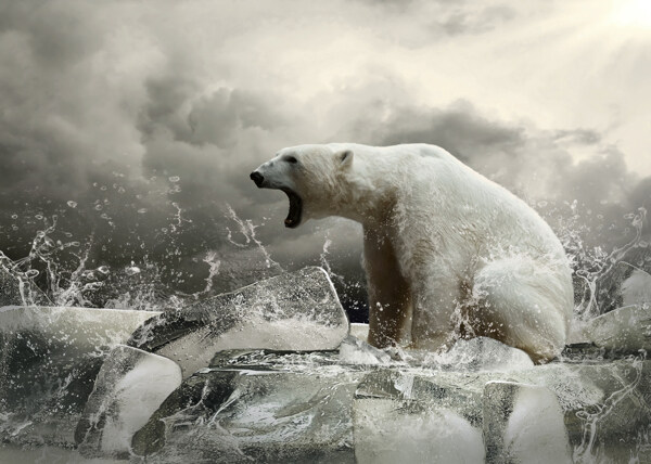 创意冰块上怒吼的北极图片