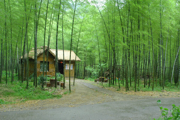 竹林小屋图片