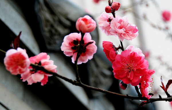 鲜艳粉色梅花图片