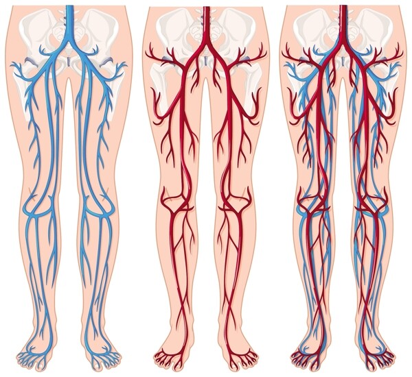 人体腿部血管插图