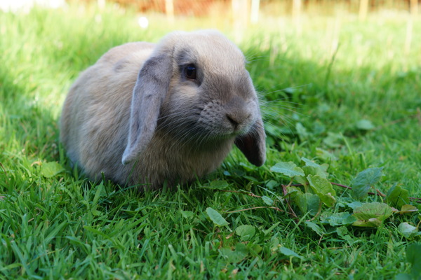 可爱草地兔子图片