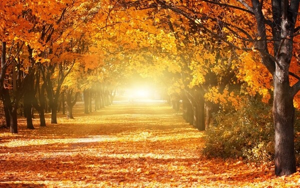秋天景观高清摄影