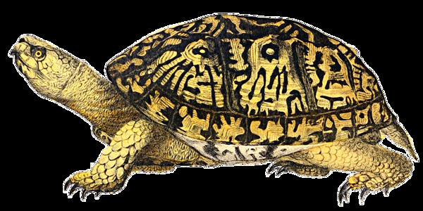 金色乌龟雕像免抠png透明素材