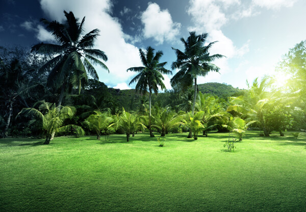 椰树林风景