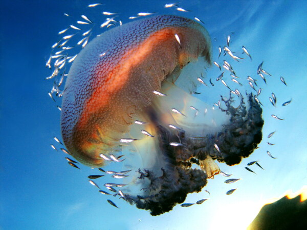 大型海底水母图片