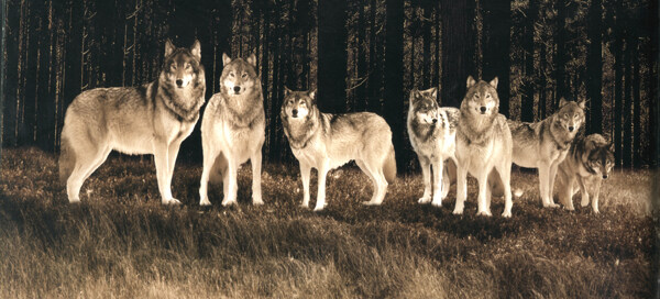 七匹狼图片