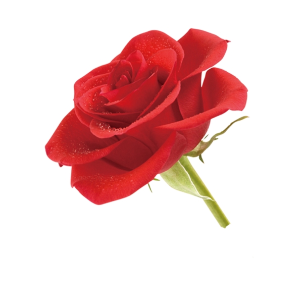 红色玫瑰花PSD素材