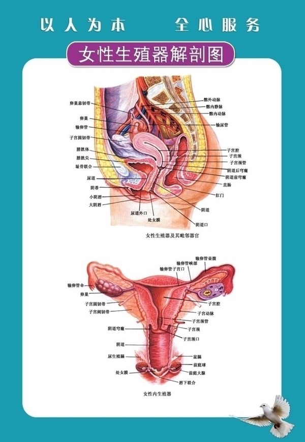 女性生殖器图图片