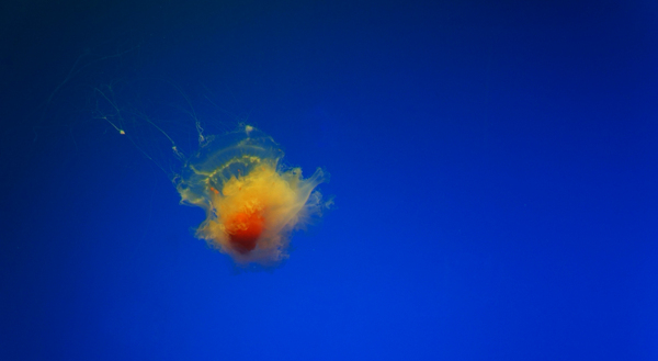 海底里的蛋黄水母
