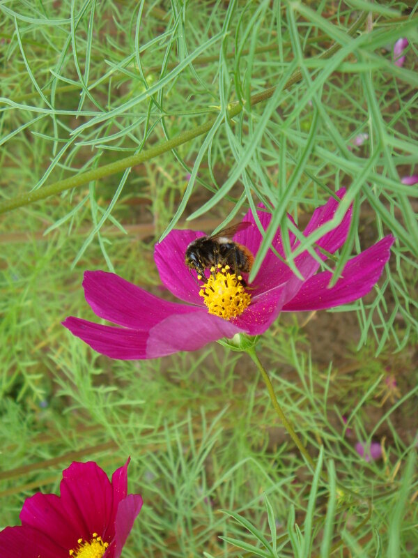 野山菊图片