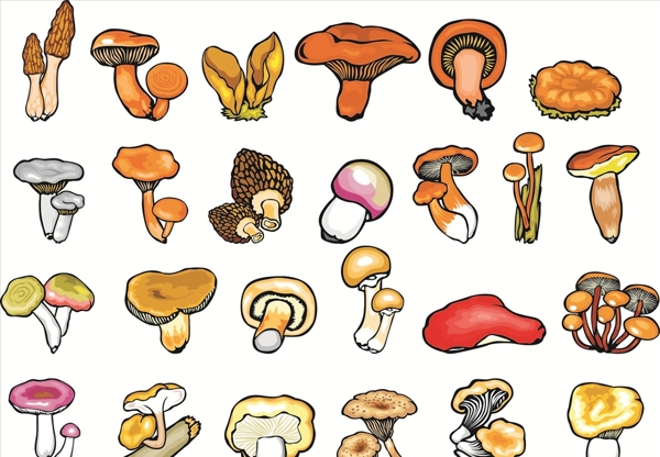 矢量手绘蘑菇菌类