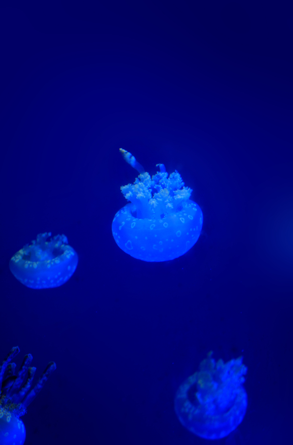 海底透明的水母