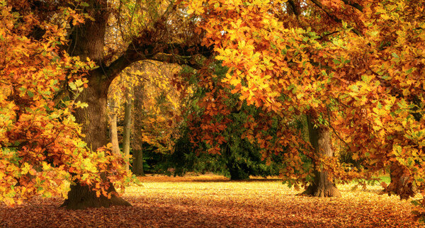 秋季梧桐树风景图片