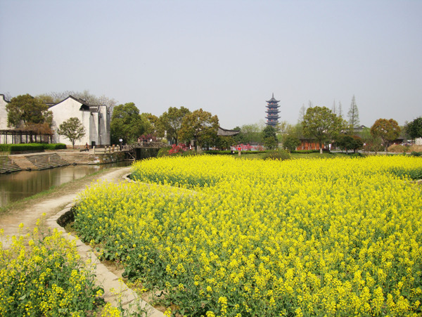 乌镇的菜花开了图片