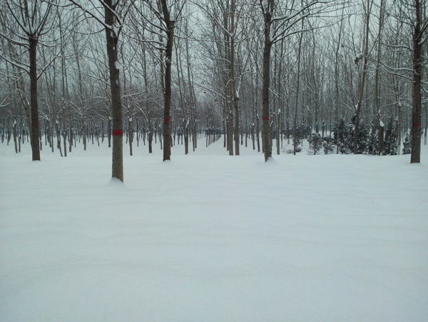 雪景