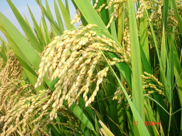 水稻图片