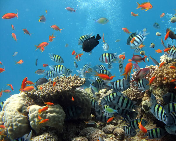 海底世界海洋鱼类图片