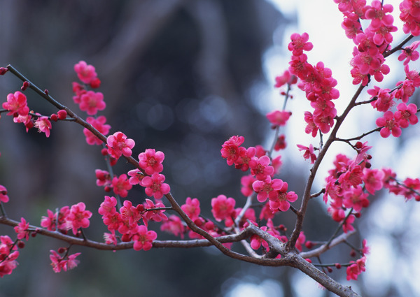 桃花盛开