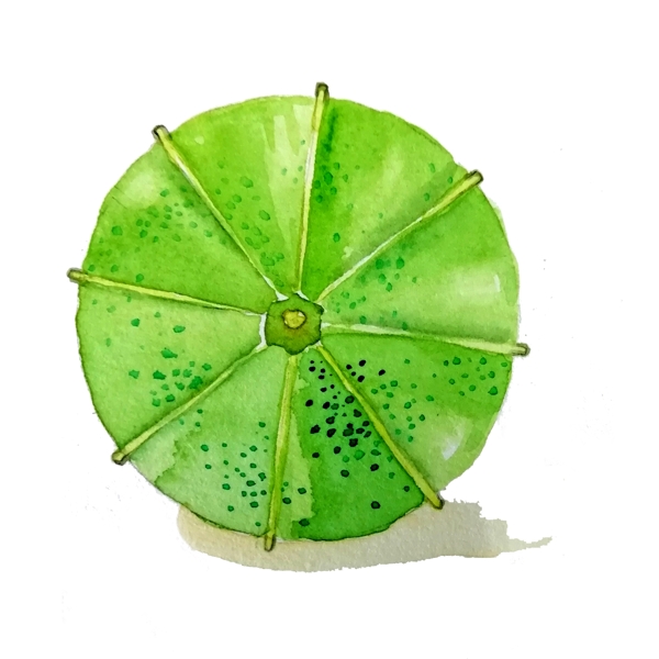 油纸伞折伞绿色草绿中国风折伞PNG