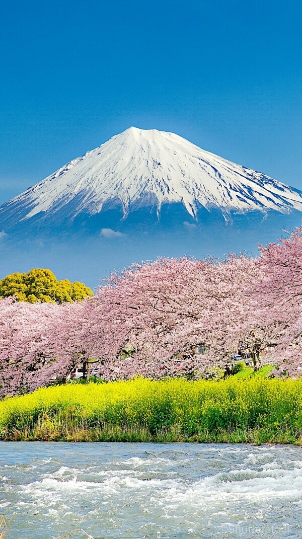 富士山下樱花开