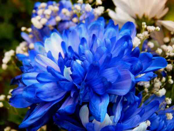 蓝色菊花图片