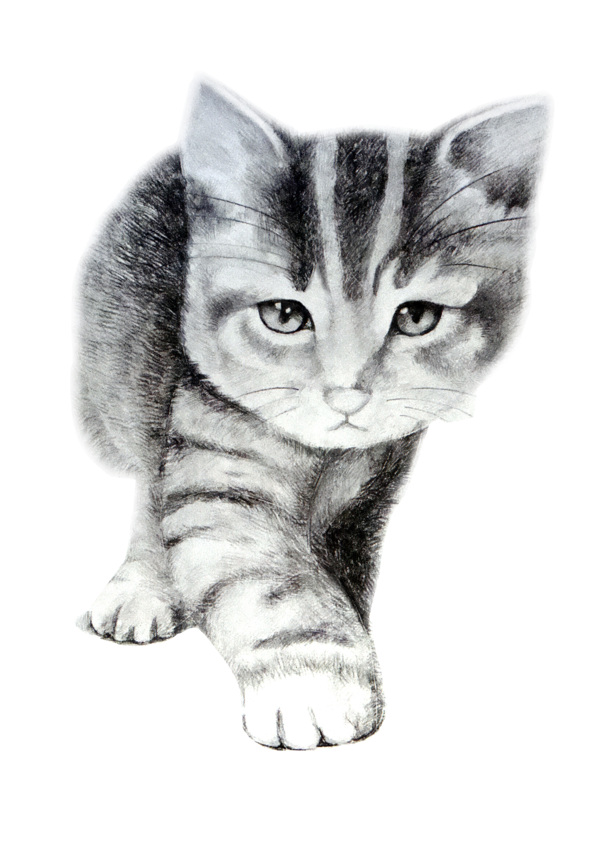 素描猫图片