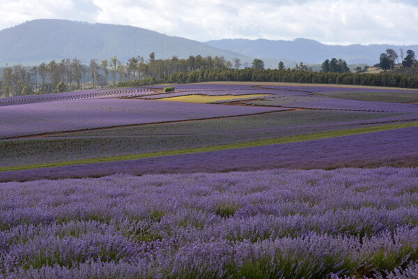 唯美紫色薰衣草风景图片
