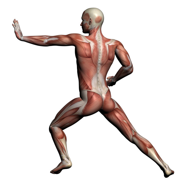 人体解剖学的男性的肌肉