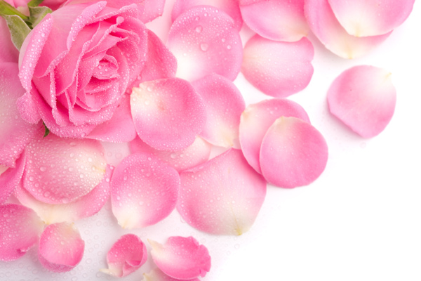 唯美粉色玫瑰花花瓣图片