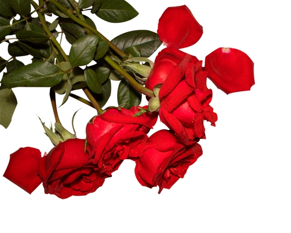 唯美红色玫瑰花矢量图