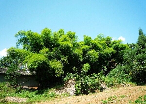 四川农村郊外的竹林图片