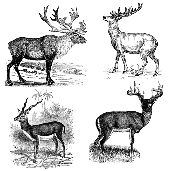 四个精美的鹿