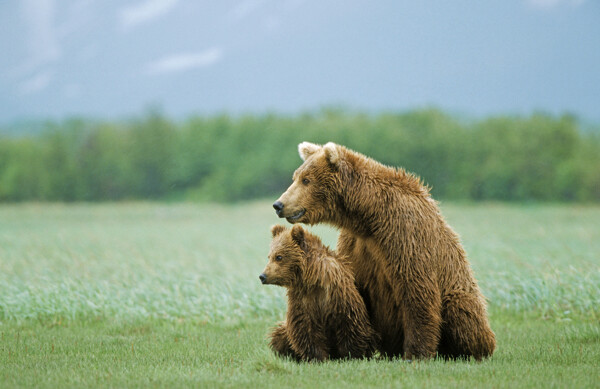 草地上的大熊与小熊