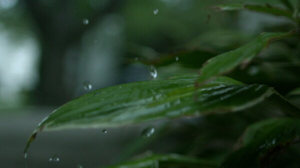 慢动作的雨库存的录像视频免费下载