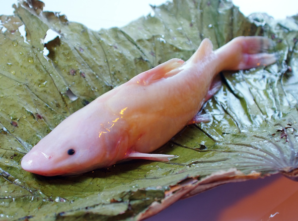 北江红鮰鱼图片